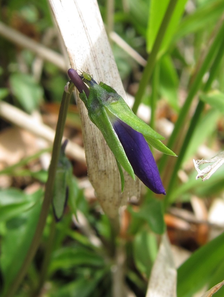 Viola cassinensis (=Viola pseudogracilis) / Viola di Montecassino